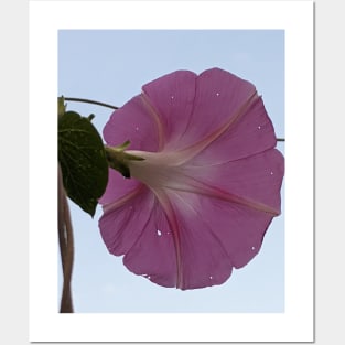 Glorious - pink morning glory, white sky Posters and Art